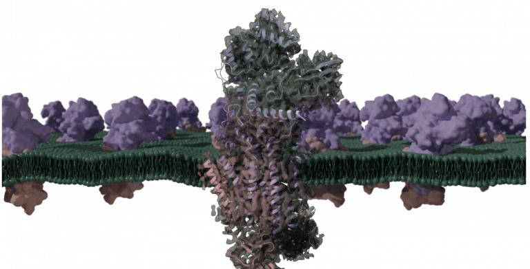 2nd CryoNET course on advanced single particle cryo-EM analysis